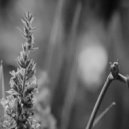 Crosstalk & Michael Bulmer - Forest Floor