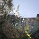 O Mason - Raindrop To Flower