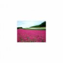 Sleep BGM Mindfulness - Sleep BGM Galileo Galilei and Mindfulness (Original Mix)