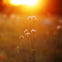 Wonderful Relaxation - The Favorite (Original Mix)