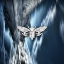 Acrobatik - Caladium