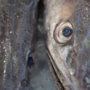 Paradise Circus - Saviour of the Primates