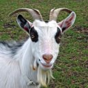 Rival - Goat ()