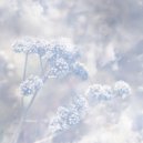 Poemme - the north wind approaches ()