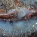 Paradise Circus - An Alchemical Disturbance