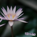 Celestial Cadence - Blooming ()