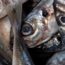 Paradise Circus - Blazemoche (SPZL Battle Weapon) (Etch Remix)