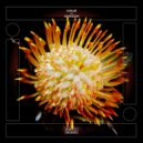 Collé - Now Here or Nowhere