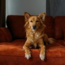 Smooth Jazz New York & Relaxmydog & French Cafe Jazz Lounge - Lounge Reflections for Dogs