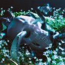 Galleons - Violent Delights