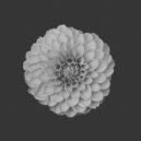 Yard One - Twinkle Tones