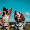Infinity Sounds & Total Relax Lo Fi Music & Sounds Dogs Love - Bark and Bounce ()