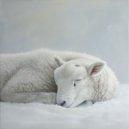 Zonnestelsel Zang - Zen zee ochtend ()