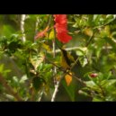 Gobuk Pahu - My Emotion Part 2 (Original Mix)