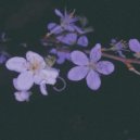 Onesurge - night on the tree ()