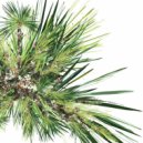 Digitaline - Honolulu (Laps\' Khamehameha II Version)