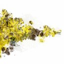 Rhadoo - Elan (Digital Edit)