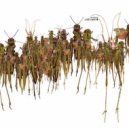 Digitaline - Strippy Trippy