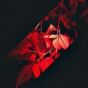 letmespeak - 6000*177 ()