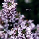 Arapu - 2020 (Original Mix)