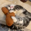 小池星星Annie - 无敌猫猫头（小奏鸣曲） (Original Mix)