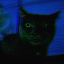 3PCats - All Cats Are Trippy ()