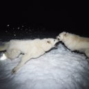 Tim Aminov, Маугли - ПРЯТКИ (Original Mix)