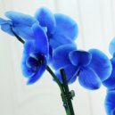 Eve Calip - Vanda (queen of orchids)