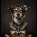Juegos de lluvia & Paz armónica para animales & Calma absoluta para seres - Armonía Silenciosa De Mascotas ()