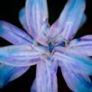 Carebears - A Freak A