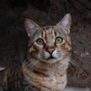 En lo profundo de un sueño & Momentos Relajantes para Gatos & Música Delicada para Gatitos - Música De Sueño Felino ()