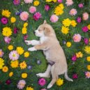 101 Ruido & Música Suave para Cachorros & Calma Música para Perros - Sueño Pacífico Del Cachorro