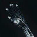 Trees Aside - Neural Nets ()