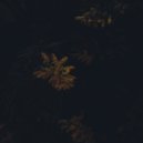 Hideyuki Hashimoto - Petals ()