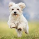 International Music & Amazing Dog Music & Amazing Doggy Music - Gentle Tunes Dogs Love ()
