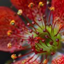 Thirdorn - Old Dog New Tricks ()