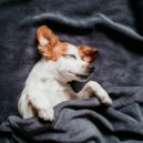 Bossa Nova Project & Cheerful Doggy Music & Cheerful Music for Dogs - Quiet Night Dog Harmony ()