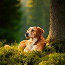 Cheerful Beats & Calm Jazz Music for Dogs & Calm Music for Dogs - Gentle Rhythms Help Dogs Relax