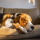 Agua de olas tranquilas & Perros en casa & Relajaci贸n del perro - Melod铆as Nocturnas Tranquilas Para Cachorros