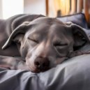 Ritmos suaves & Música para terapia canina & Música para tu perro - Momentos Acogedores Lofi