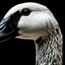 0212 - Nod your head ()