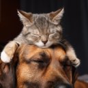 Sounds Ensemble & Background Music for Home Alone Pets & Easy Music for Pets - Tranquil Bars for Resting Paws