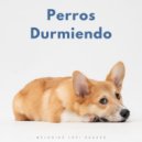 Lo-Fi para dormir & RW Cachorro durmiendo & Melodías para Perros - Sesión De Estudio Nocturno