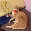 СК - Я сделал сальто ()