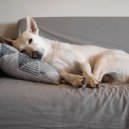 LFO Waves & Dog Music Library & Dog Music WavesDog Music Waves - Eyes Close in Tranquility ()