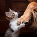 Pet Music Doctor & Stress Relief Helper & Subtle Frequencies - Your Presence In The Quiet Air